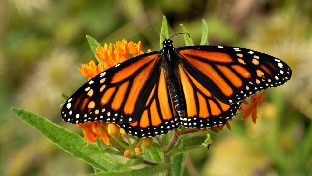 La Farfalla Monarca In Pericolo Colpa Dell Uomo