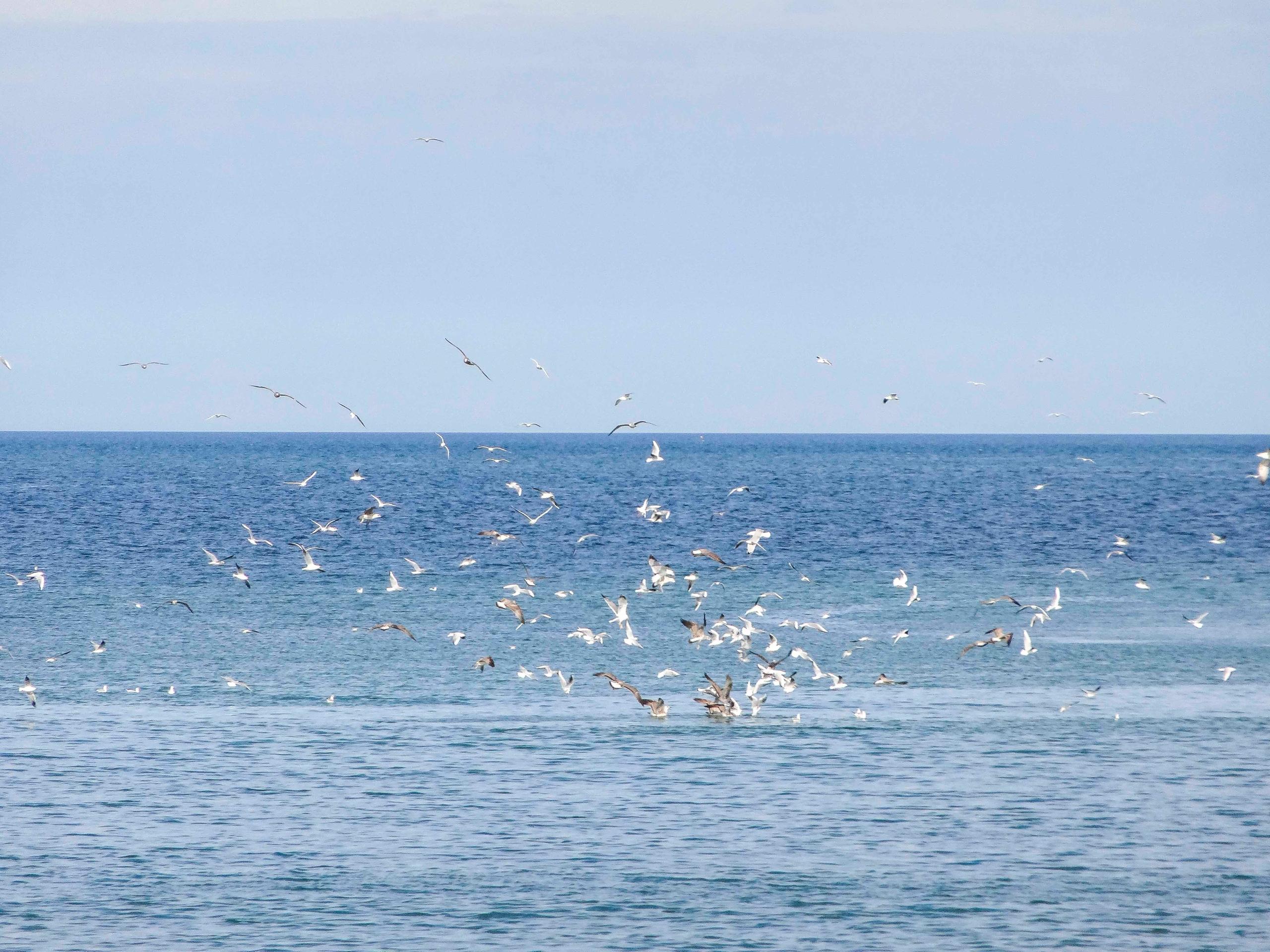 C Il Via Libera Alle Trivelle In Adriatico Il Consiglio Di Stato