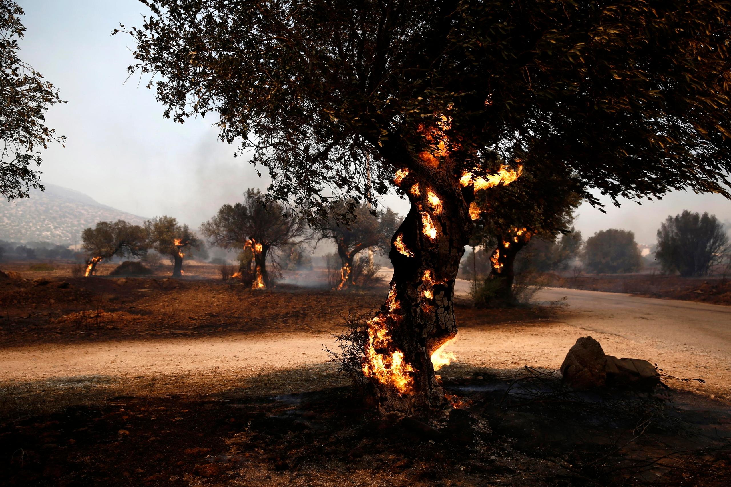 Incendi In Grecia 1200 Bambini Evacuati Dai Campi Estivi