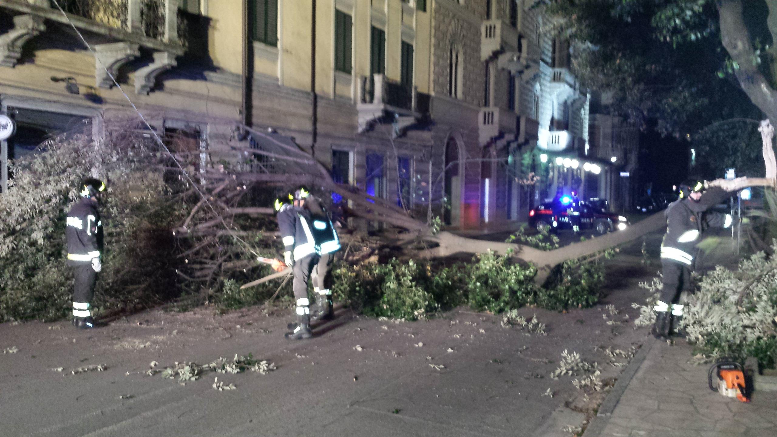 Terrore In Piazza Farini Crolla Un Leccio Sfiorata Una Donna