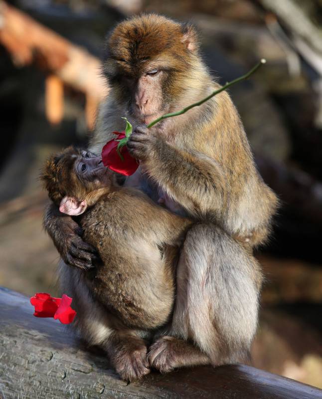 Le scimmie innamorate del Blair Drummond Safari Park, in Inghilterra (Lapresse)