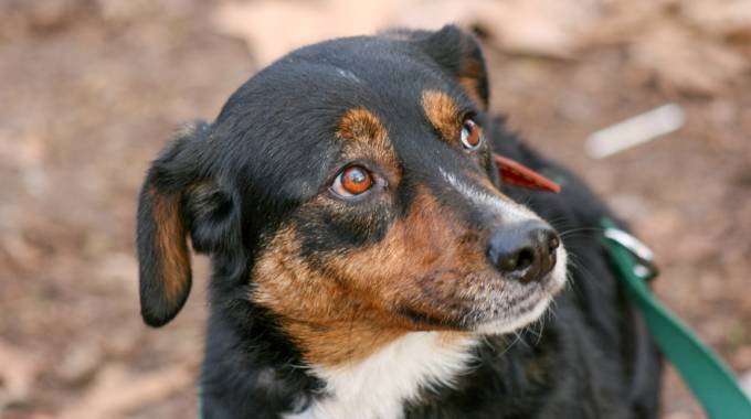 "Il cucciolo piange e sporca" e lo butta dal terrazzo: morto