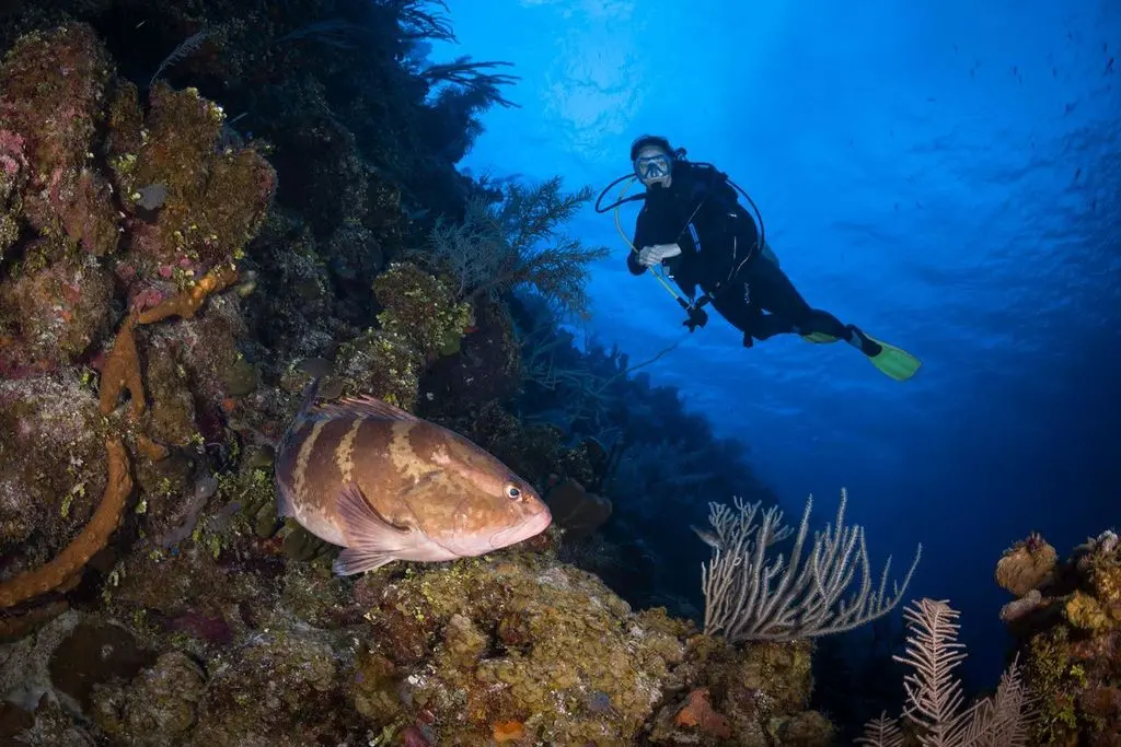 Nel blu dipinto di blu: la Puglia è il paradiso dei sub