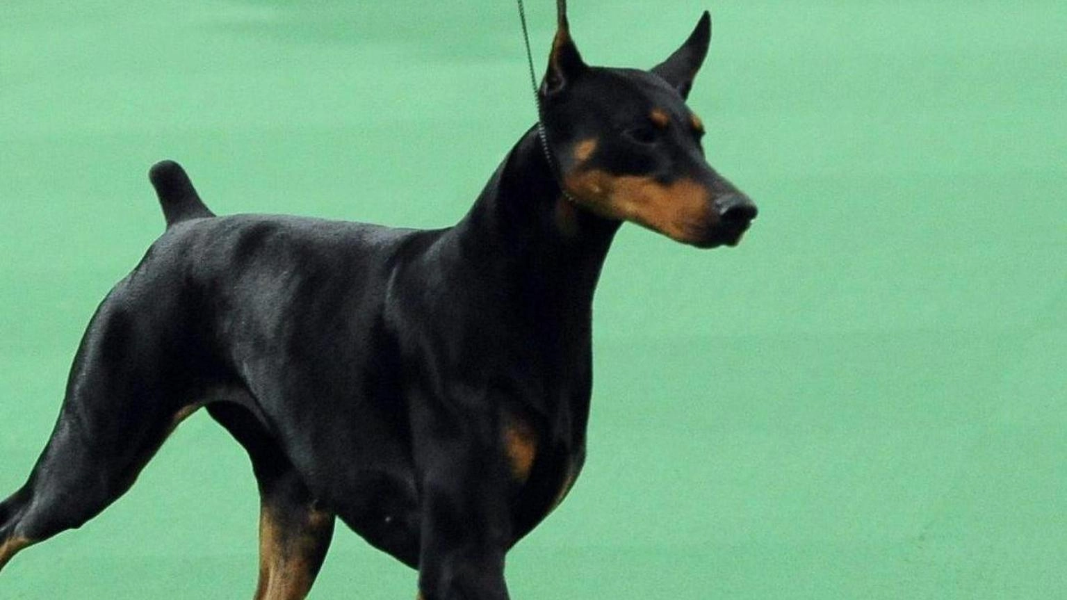 Bimbo morso dal dobermann di famiglia