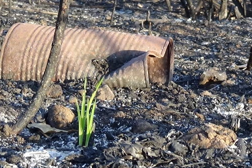 Incendio alla Tenuta presidenziale di Castelporziano 