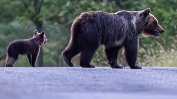 La morte dell’orsa F36 e l’ipotesi di bracconaggio. Animalisti contro Fugatti: “Crea clima d’odio”