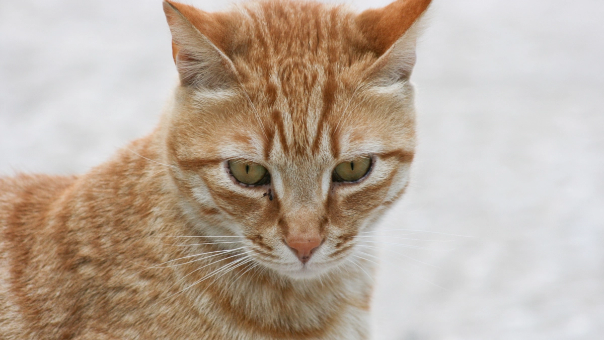 Gatto rosso in una foto L.Gallitto