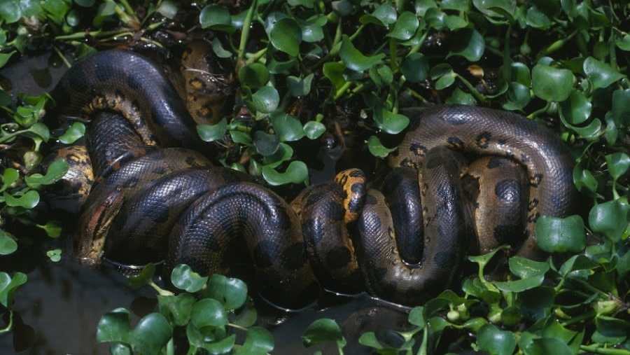 L'anaconda verde settentrionale (Jesus Rivas, dal sito della University of Queensland)