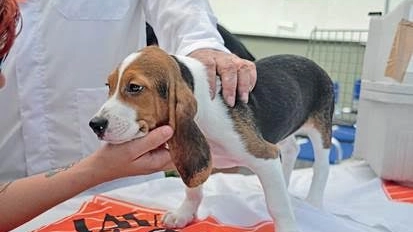 Beagle di Green Hill