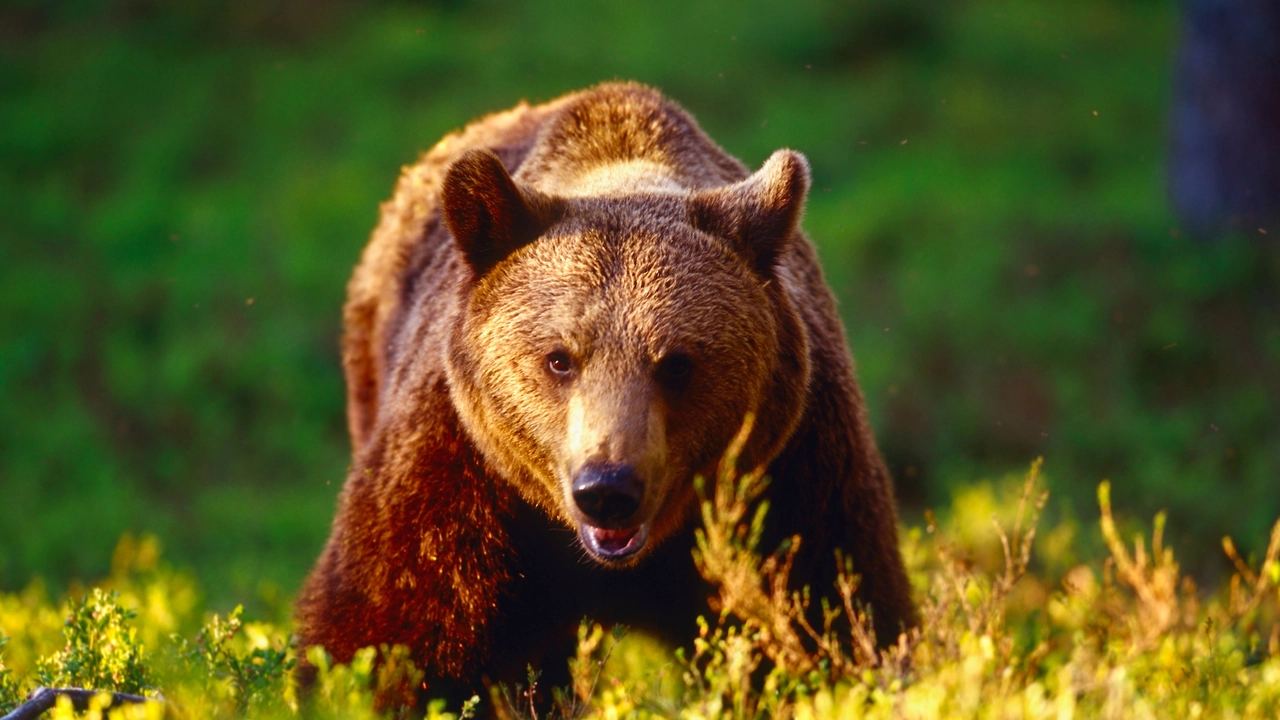 Orso bruno (foto di archivio)