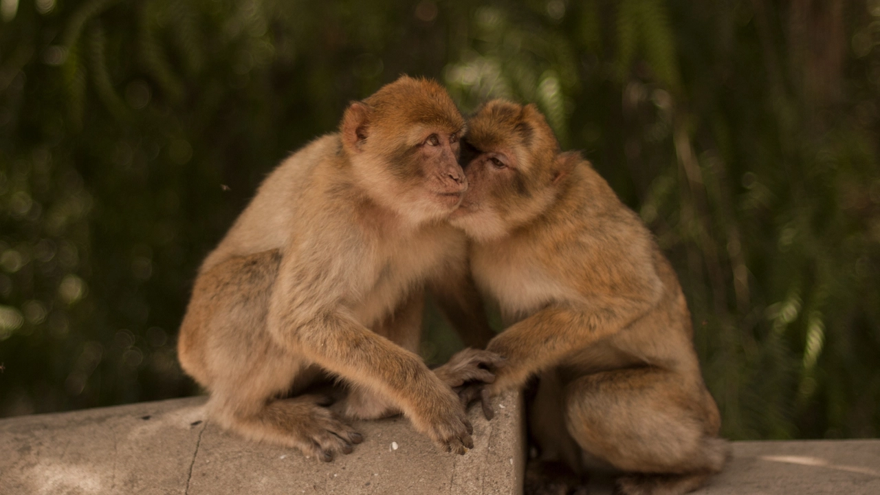 Macachi in una foto AFP