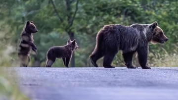 Orsa Amarena uccisa, corsa per salvare i cuccioli: 100 uomini e droni per la ricerca