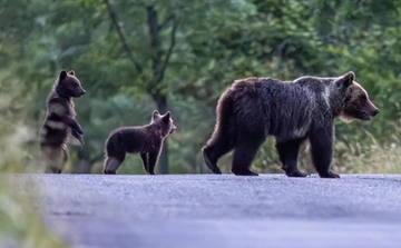 Orsa Amarena uccisa, corsa per salvare i cuccioli: 100 uomini e droni per la ricerca