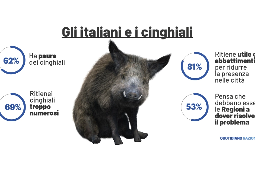 Cinghiali sempre più numerosi in Italia