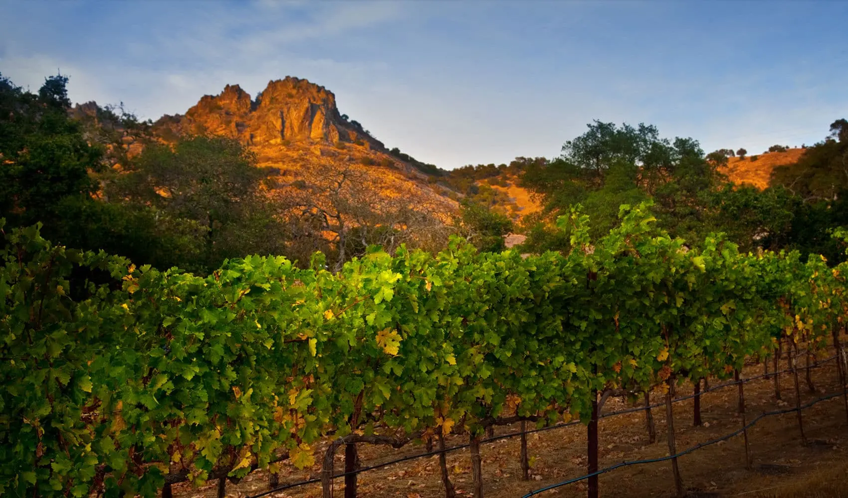 Marchesi Antinori, shopping di lusso in Napa Valley: comprata Stag’s Leap Wine Cellars