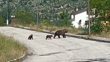 Orsa Amarena uccisa, il parco: “Cuccioli vivi, si sono separati”