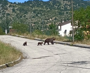 Orsa Amarena uccisa, il parco: “Cuccioli vivi, si sono separati”