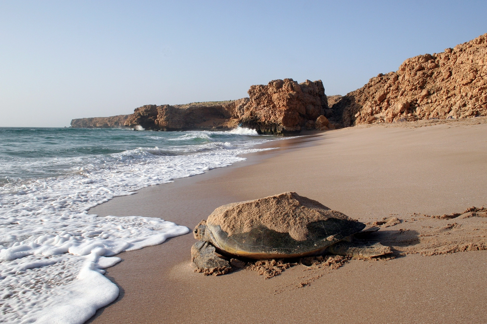 Tartaruga marina sulla spiaggia