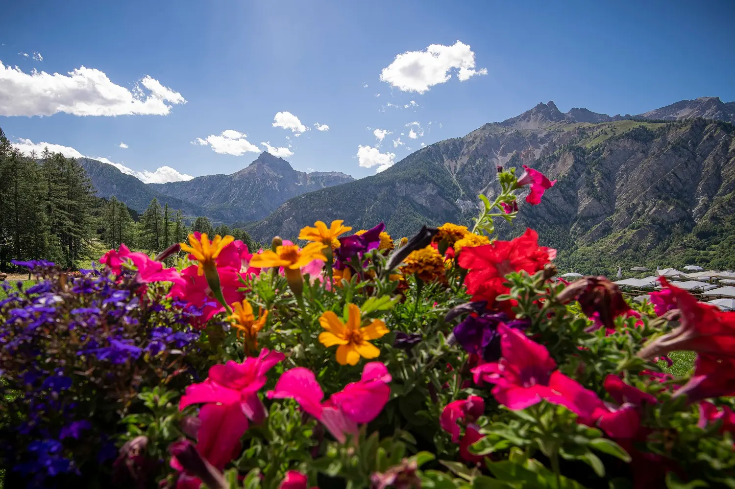 Sui sentieri dei fiori