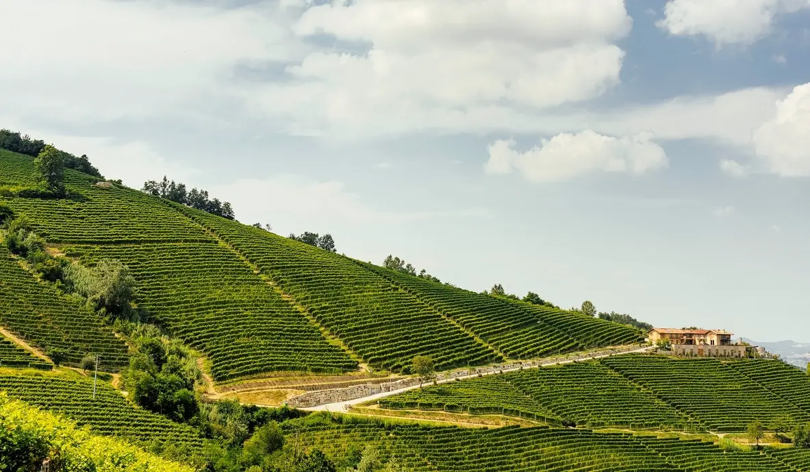 Agricole Gussalli Beretta: dalle bollicine de Lo Sparviere alle Langhe di Fortemasso, tra Nebbiolo e Dolcetto