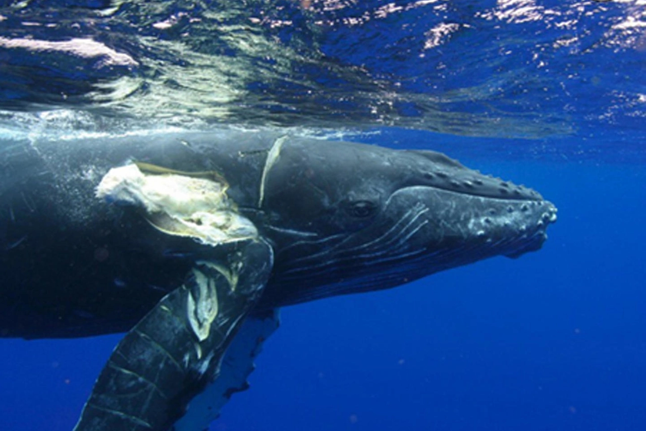 Giornata mondiale degli oceani (Ansa)