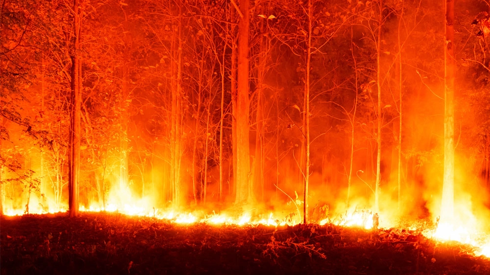 Fiamme avvolgono alberi