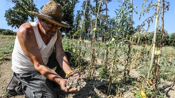 Il clima pazzo soffoca l’agricoltura: castagne turche e olio che non c’è. Così cambiano le nostre abitudini