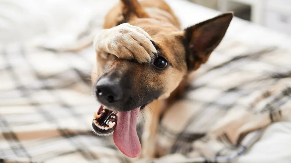 Anche i cani soffrono del disturbo dell'attenzione e iperattività