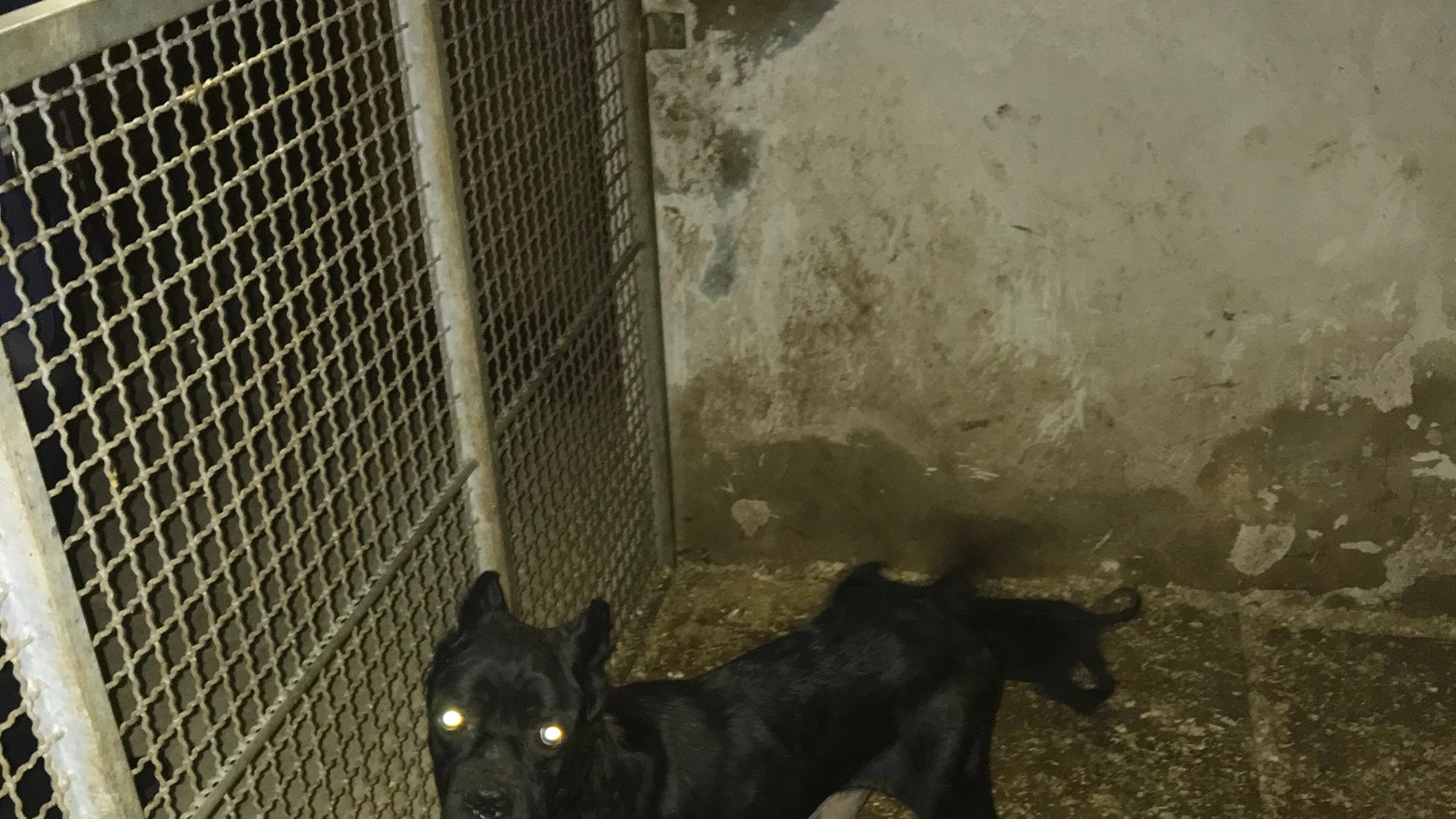 Cagnolina con i cuccioli