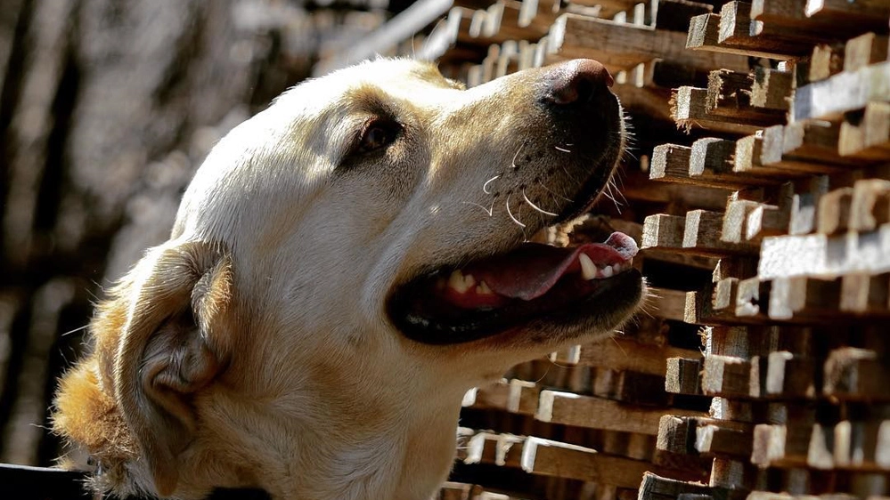 Uno dei cani salva-vino - Foto: instagram/tncoopers