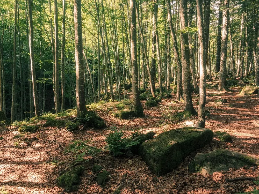 Sasso Fratino, la foresta dei giganti