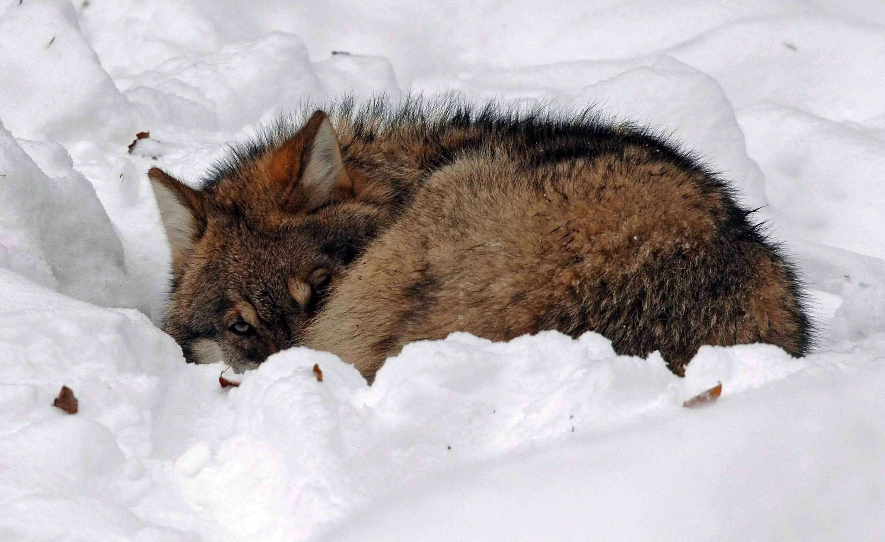 Lupi che predano cani: comprendere il fenomeno e come comportarsi - Io non  ho paura del lupo