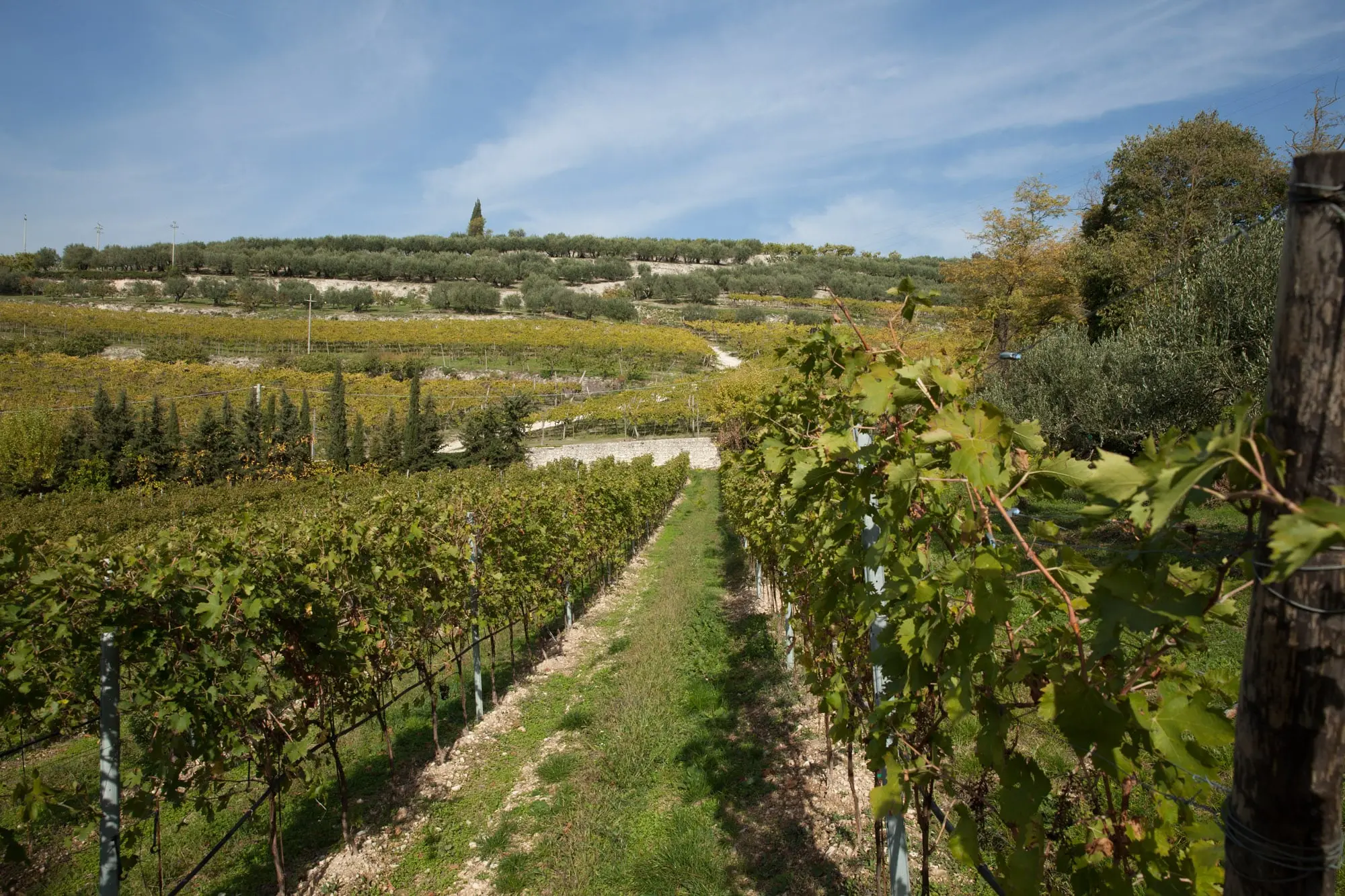 Cantine di Verona, qualità diffusa dalla Valpolicella al lago di Garda