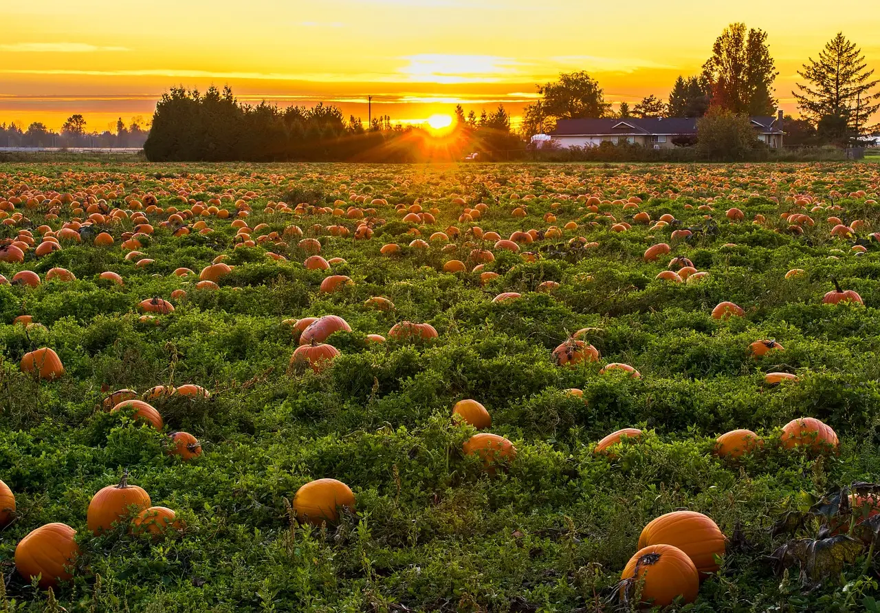 Halloween 2023: ecco i campi di zucche più belli