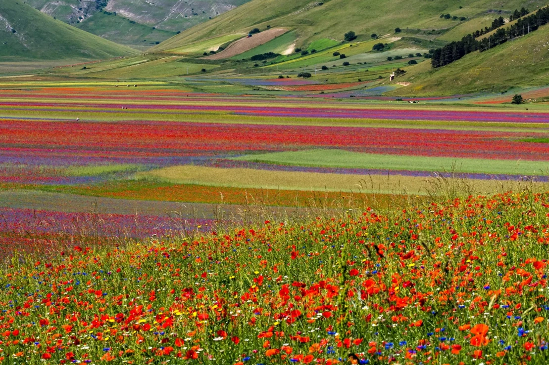 Le fioriture di Castelluccio di Norcia, Monti Sibillini