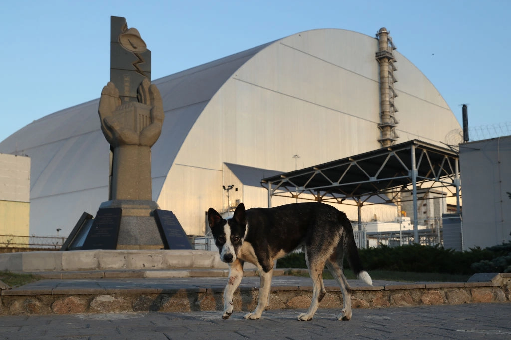 Cani randagi di Chernobyl: ecco cosa svela l'ultimo studio