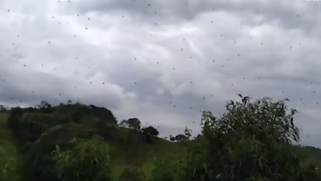 Brasile, invasione di ragni. "Piovono dal cielo"