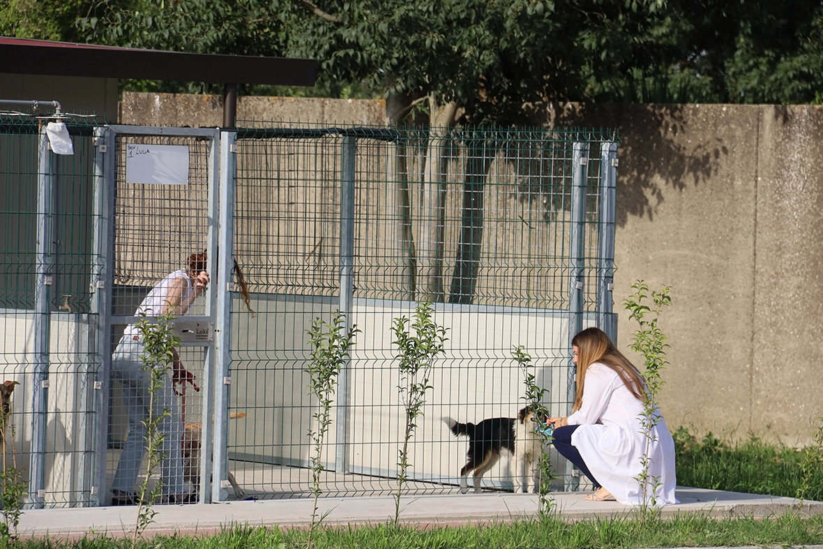 La casa di Argo per l'accoglienza dei cani, Napoli 