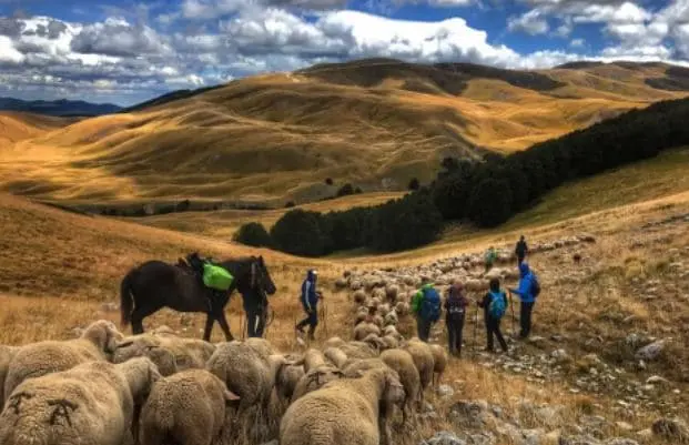 Pastori per un giorno o cercatori di tartufi: il turismo che coltiva le emozioni