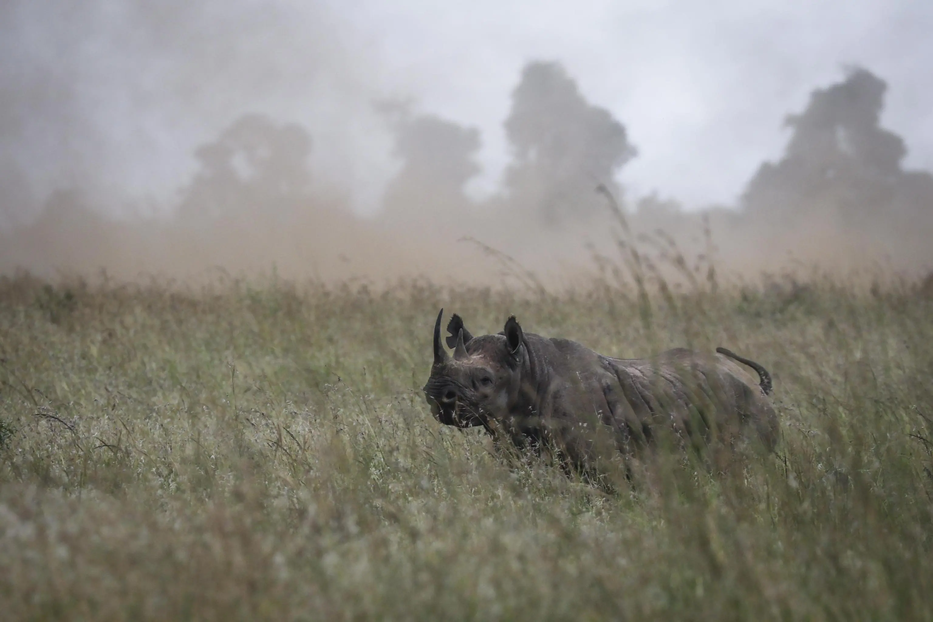 L'allarme del Wwf: popolazione di animali selvatici calata del 69% in 50 anni