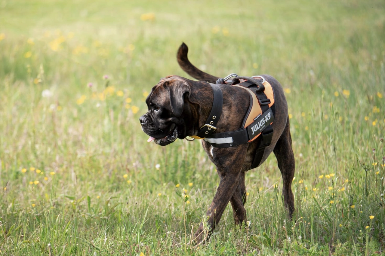 Bobo, boxer cieco da ricerca persone nella foto di Alessandra Visentin