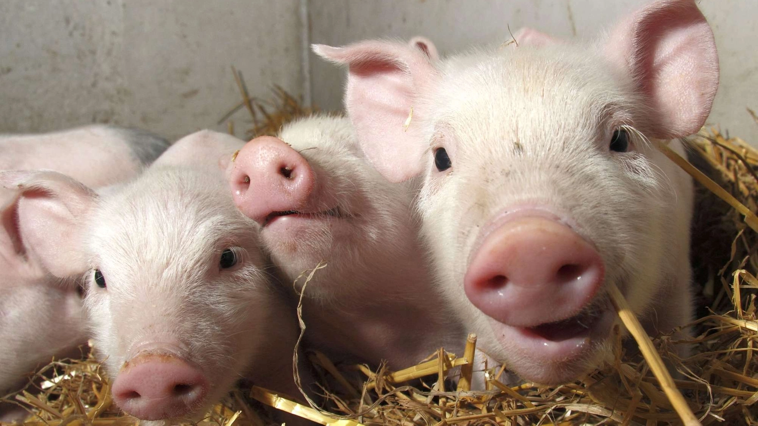 Cuccioli di maiale in una foto Olycom