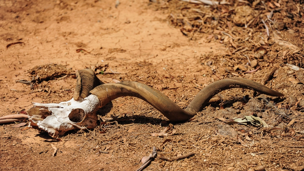 Circa un sesto delle specie tra vertebrati potrebbero estinguersi entro il 2100