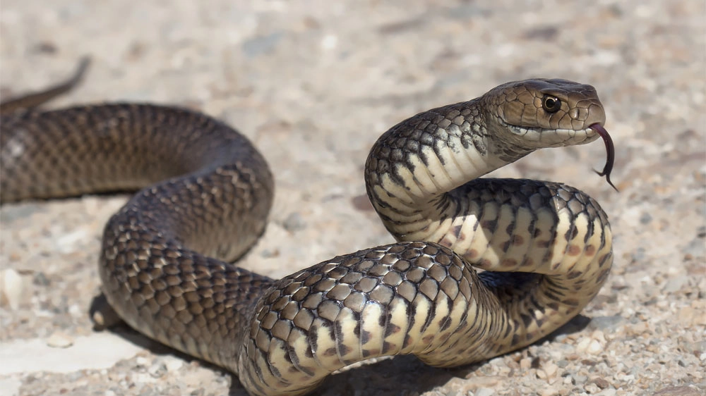 Un serpente bruno orientale