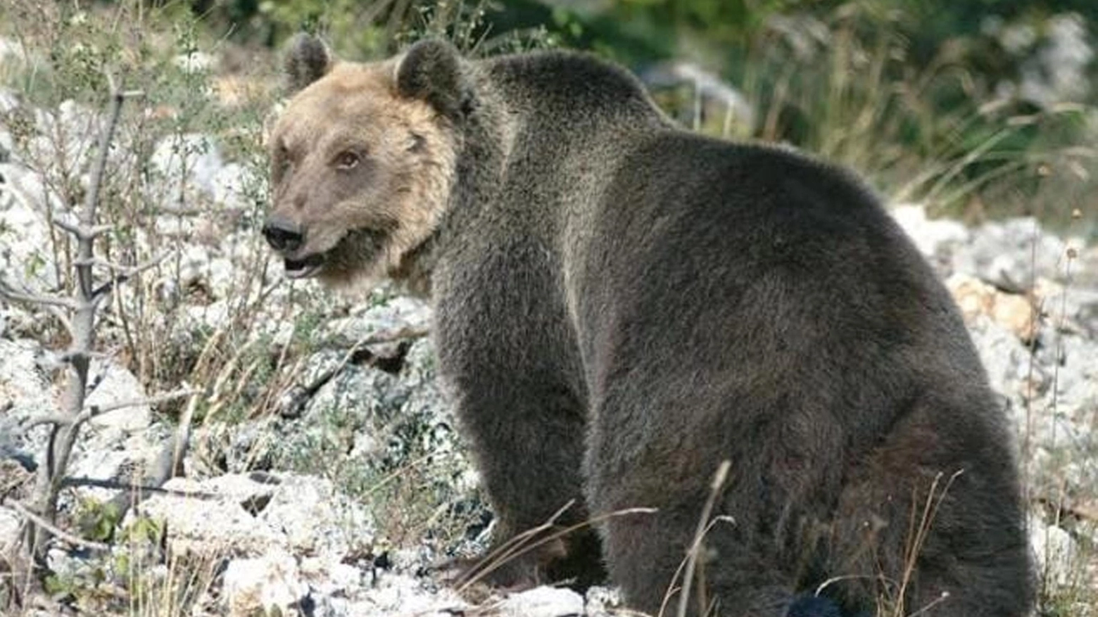 L'orso M49, è riuscito a fuggire (Ansa)