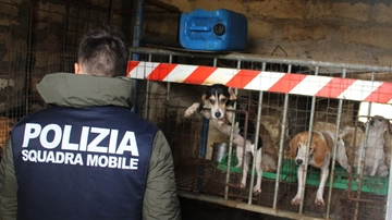 Cani denutriti e incatenati, orrore a Niscemi (Caltanissetta). Il video che commuove