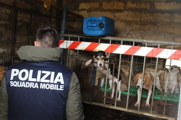 Cani denutriti e incatenati, orrore a Niscemi (Caltanissetta). Il video che commuove