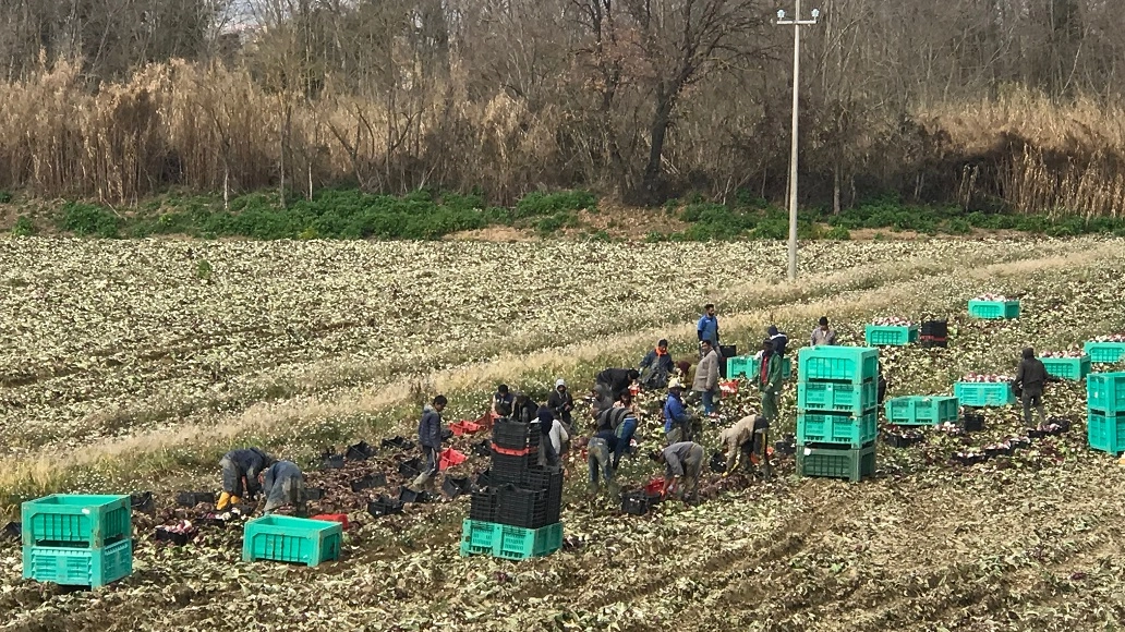 Braccianti al lavoro in campagna