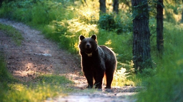 Runner ucciso da un orso in Trentino: ecco l’ordinanza per abbattere l’animale. Un riferimento al modello Tirolo?