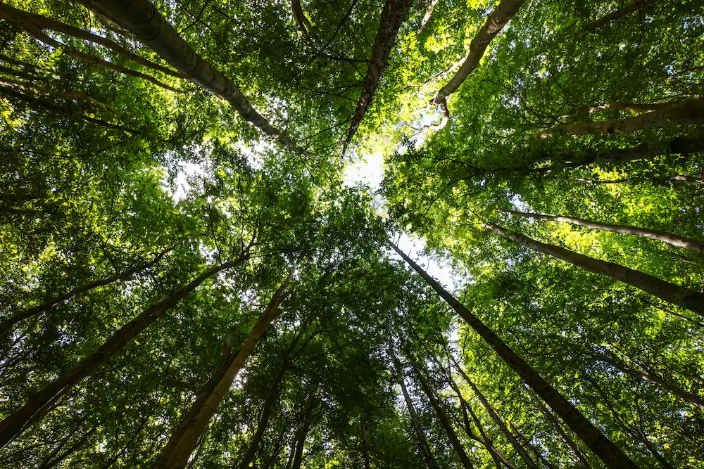 Cosa può aiutare gli alberi a crescere più velocemente? Il terremoto